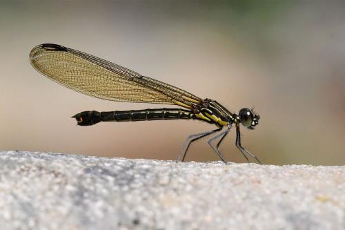 Rhinocypha arguta